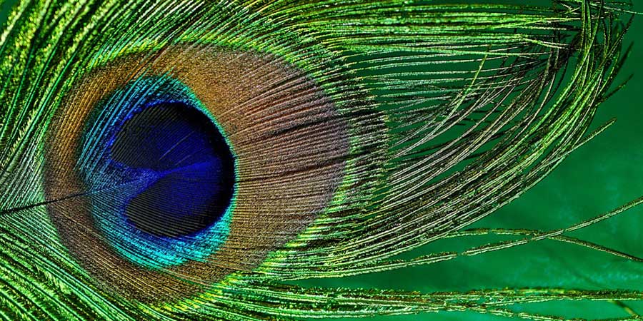 peacock feather