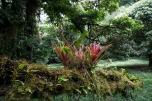 Costa Rican Bromeliad