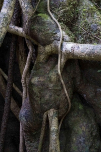 Costa Rican Strangler Fig