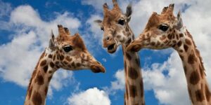 giraffes conversaqtion
