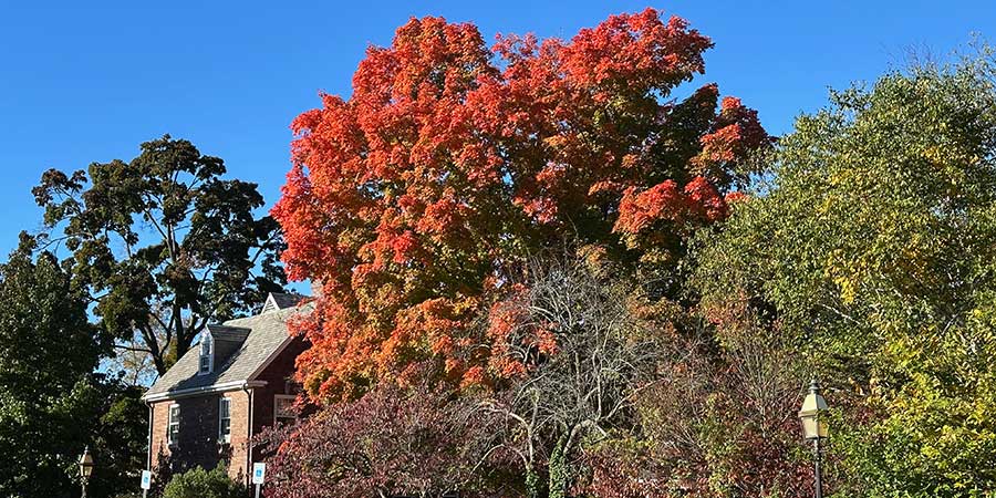 Selleck Tree Fall Glory Red