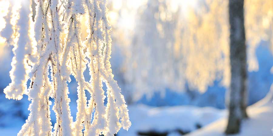 Winter Branch Snow