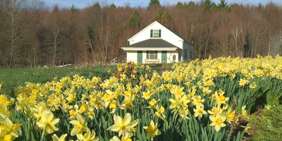 Daffodils in front of the Meetinghouse at Woolman Hill