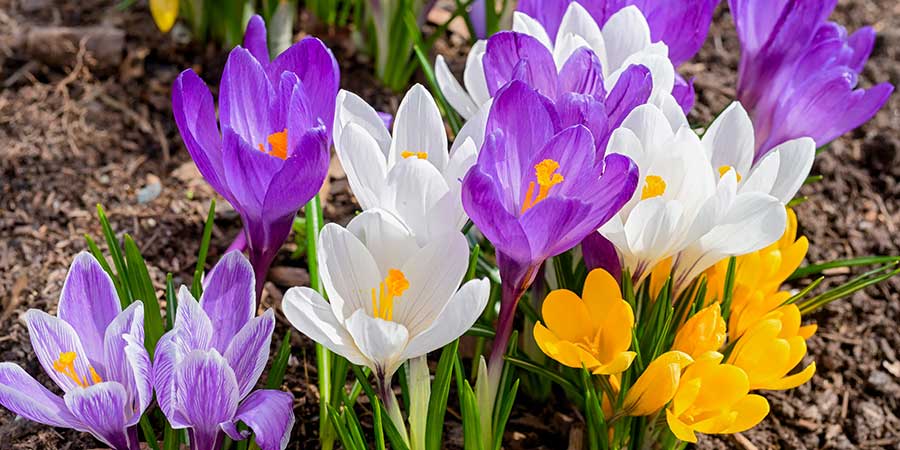 Crocuses