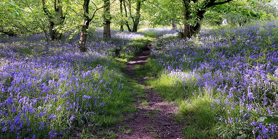 Spring LandScape