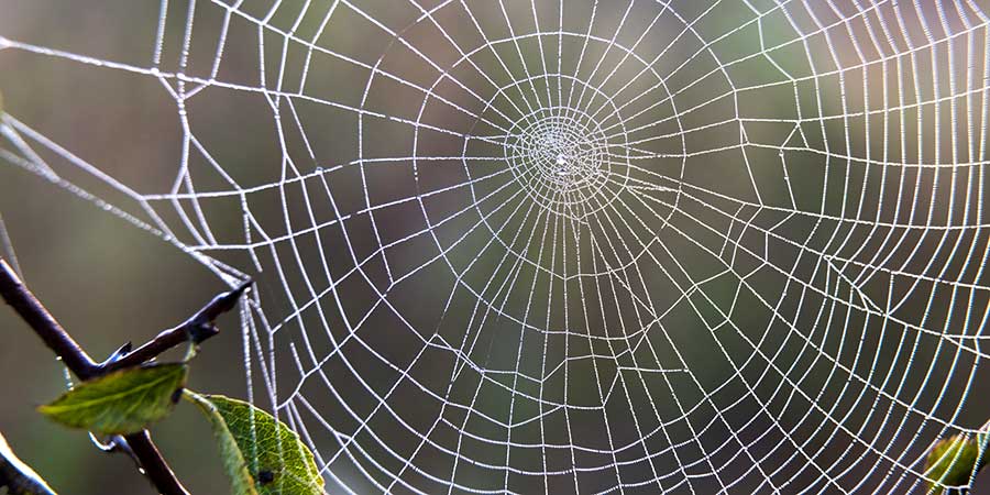 Spider Web