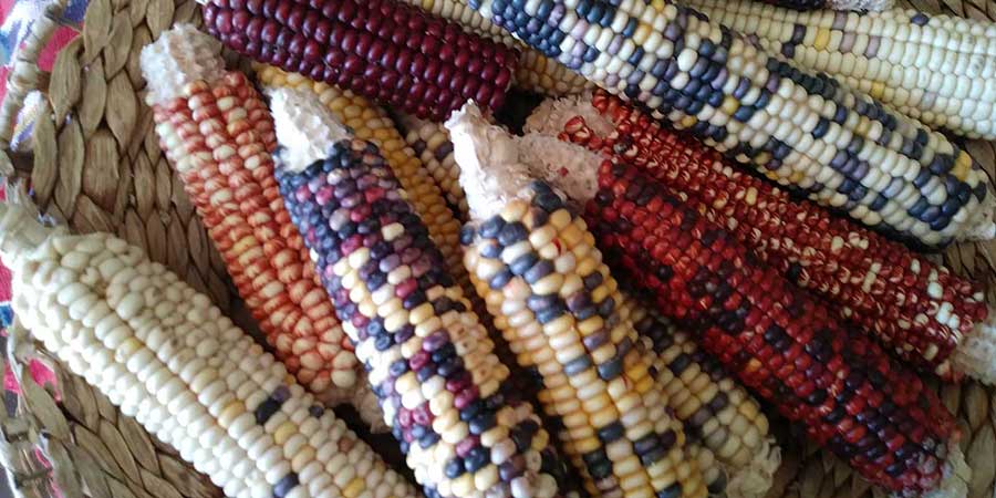 Colorful dried corn on cobs